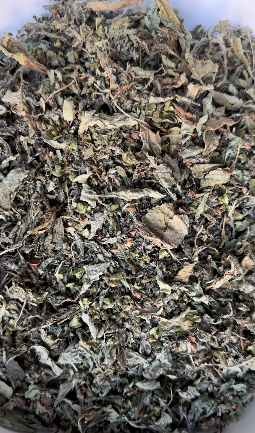 Holy Basil (Tulsi), Indiana Grown Organic