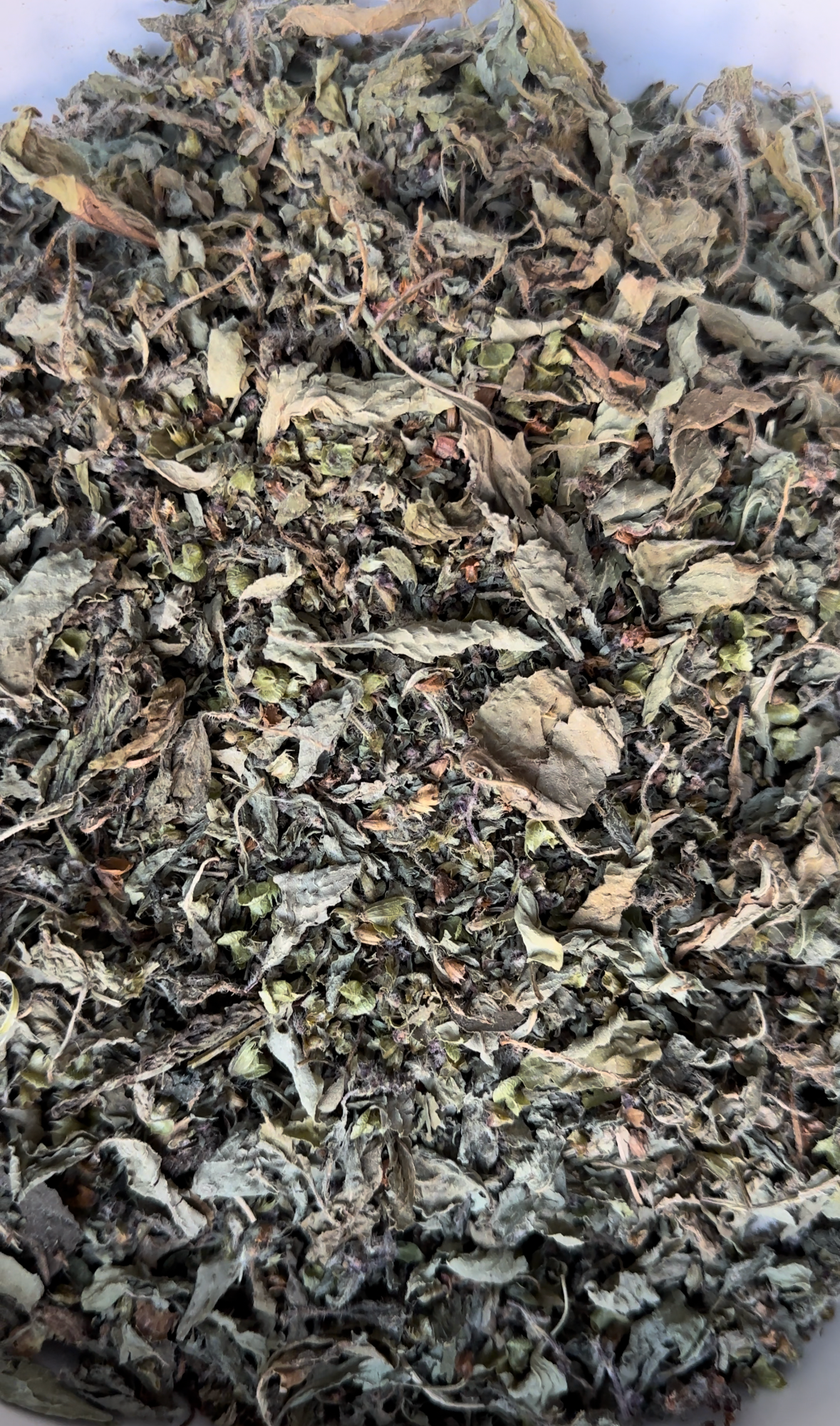 Holy Basil (Tulsi), Indiana Grown Organic